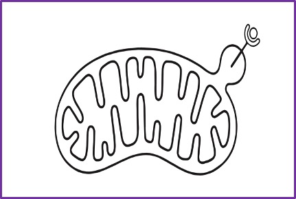 Homo sapiens / Extracellular Vesicle Model
